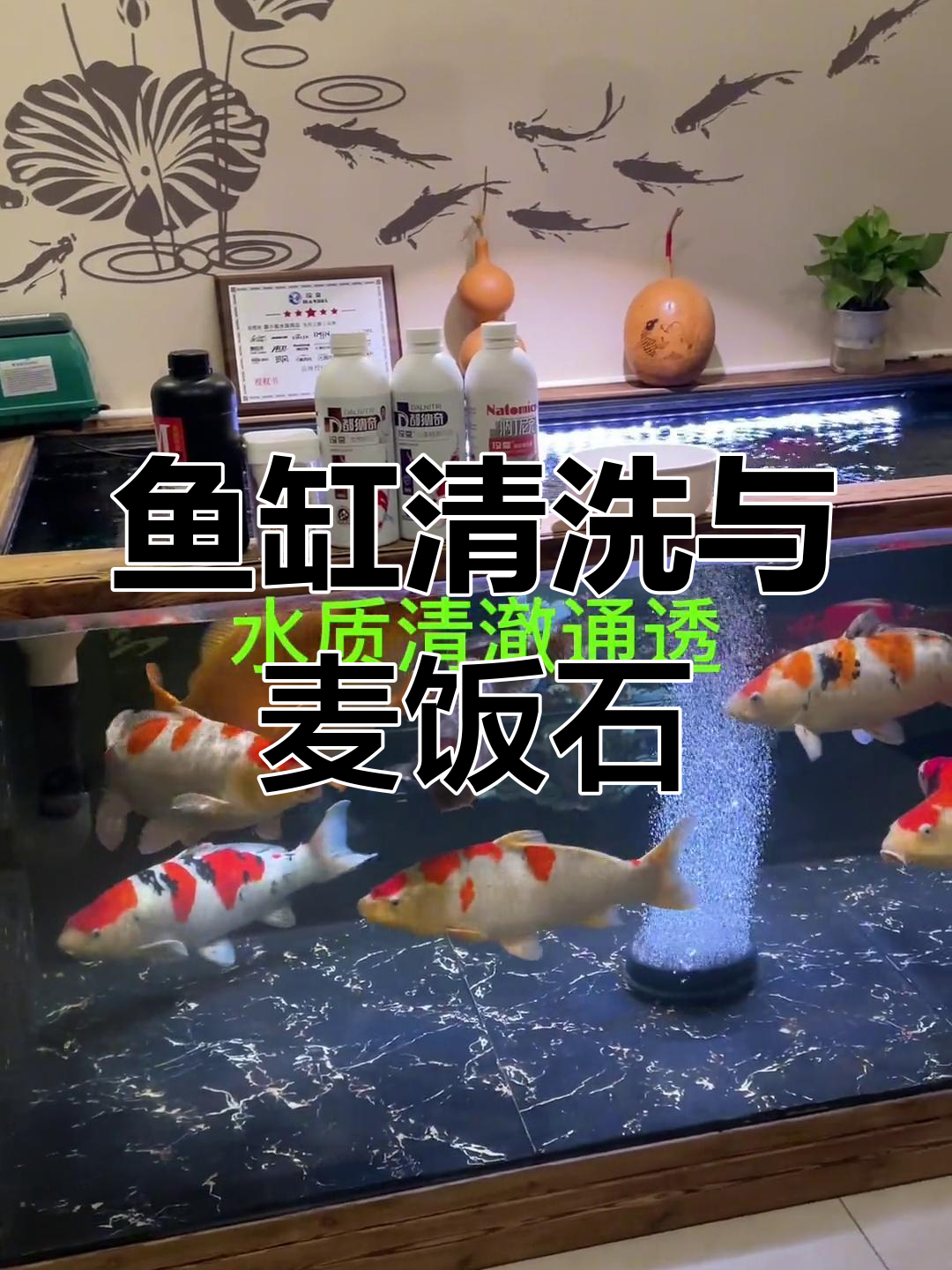过年大扫除!鱼缸清理与麦饭石养护技巧