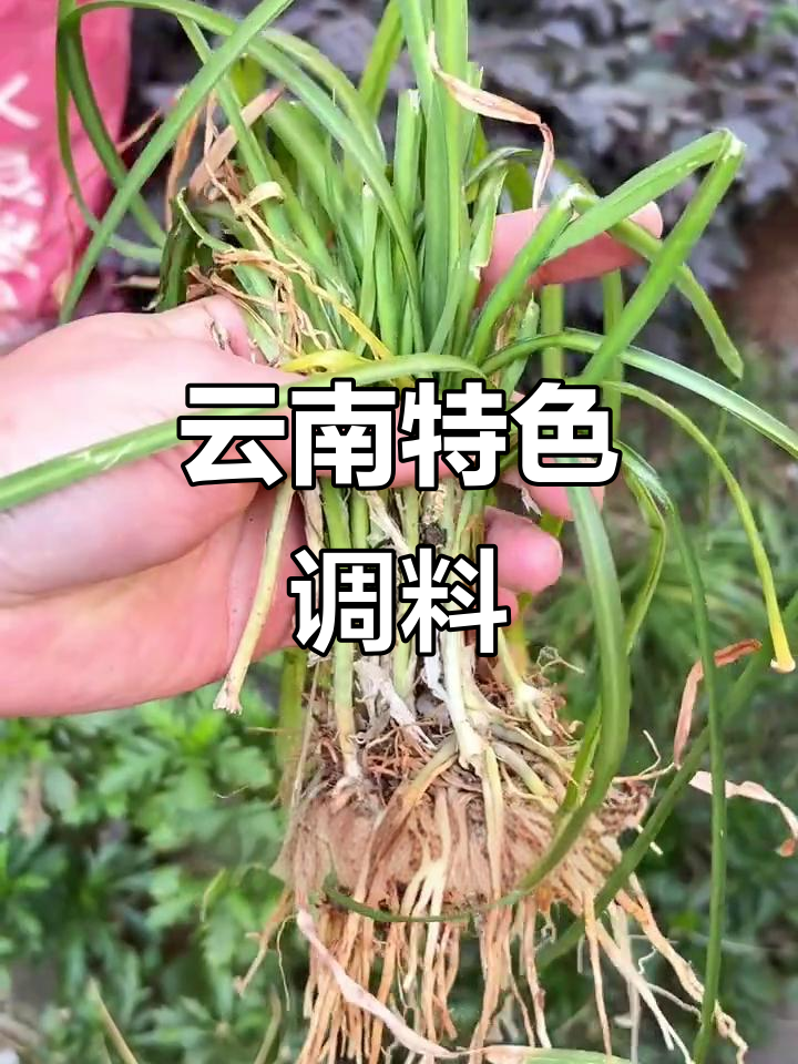 苤菜根,云南独特调味品,腌制后风味十足