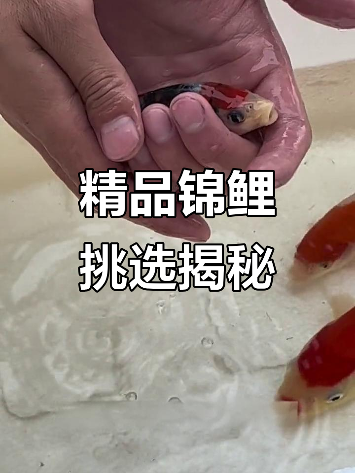 广东话家挑选锦鲤,红白大正与介子鱼展示