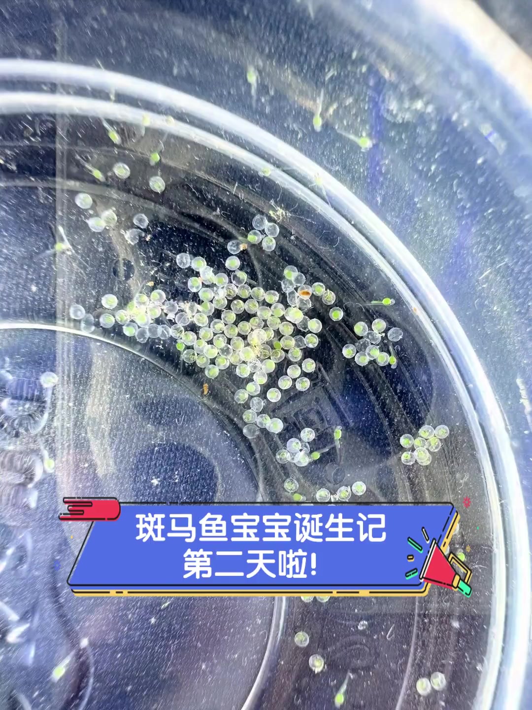 斑马鱼宝宝诞生记,第二天啦!