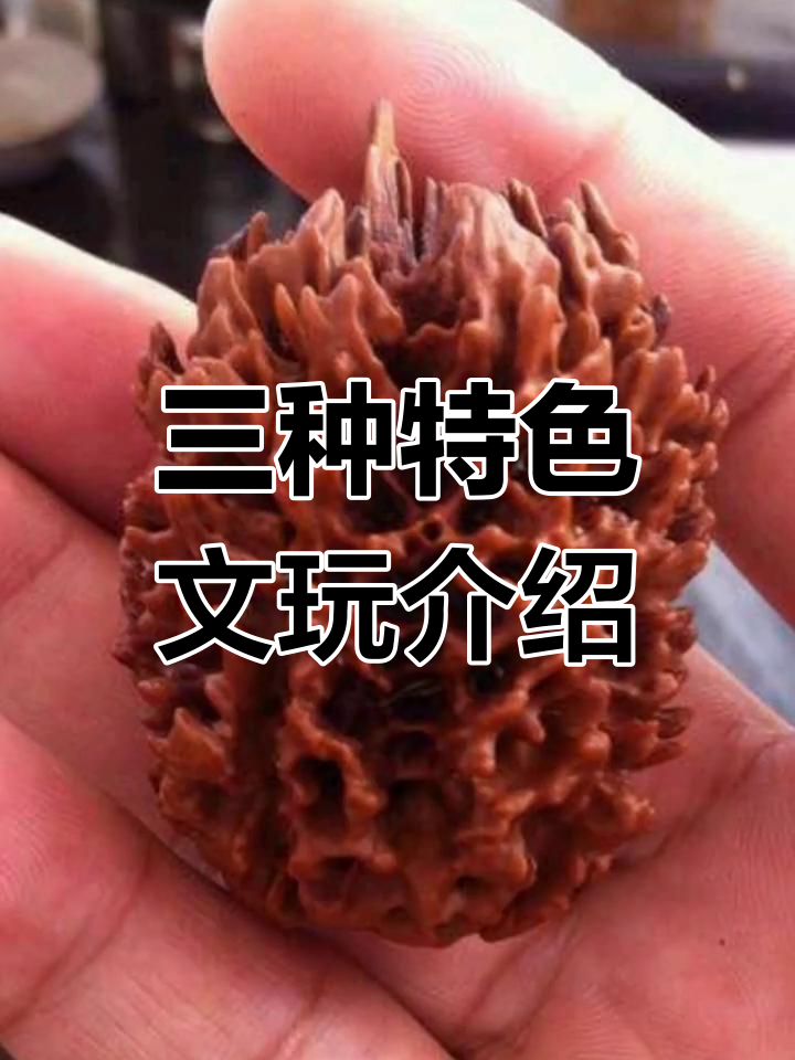 火焰秋子、灵芝与木鱼果菩提:三种独特文玩解析