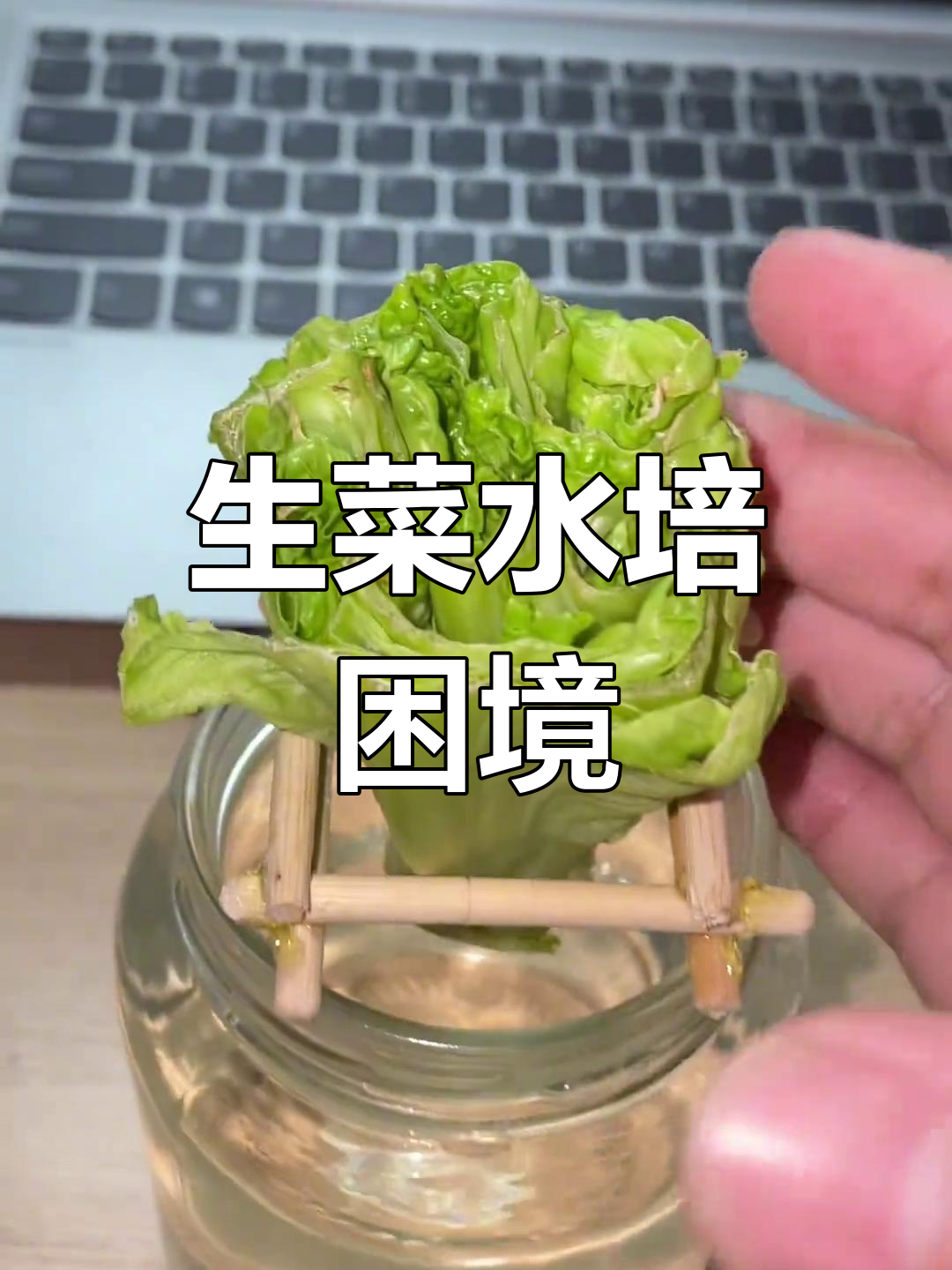 水培生菜6天几乎无生长,背后原因令人深思