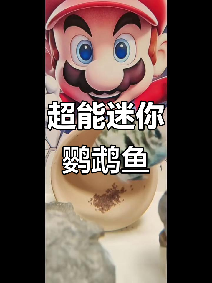 迷你鹦鹉鱼：超生游击队，养鱼新手必看！