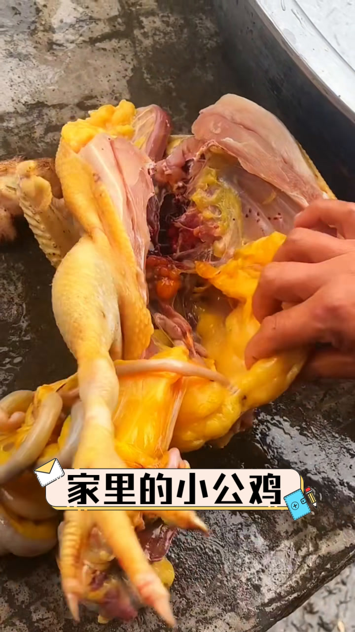 家里的小公鸡