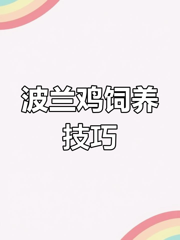 波兰鸡养殖技术全攻略