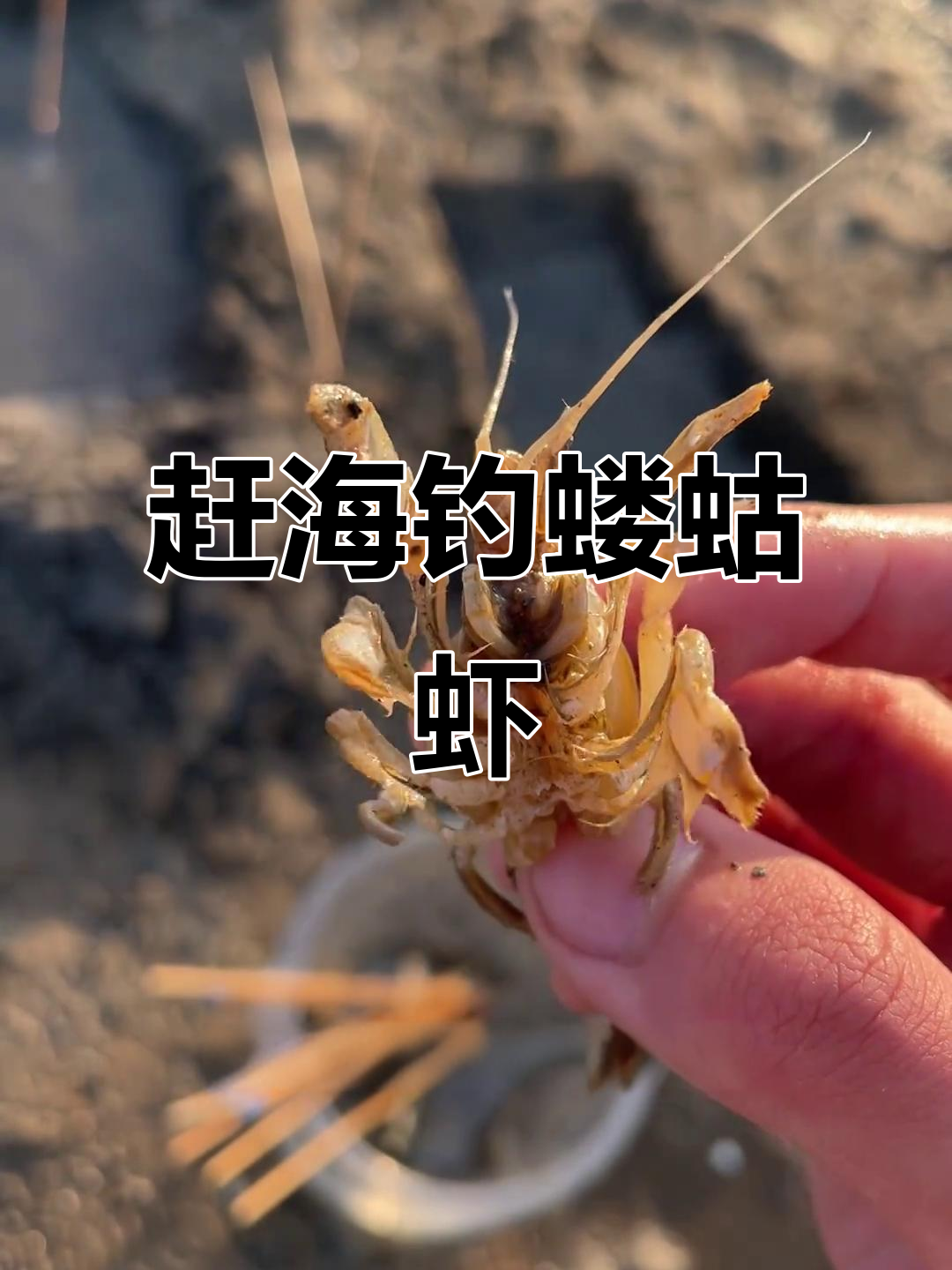 浅滩钓蝼蛄虾，竹签引诱技巧大揭秘