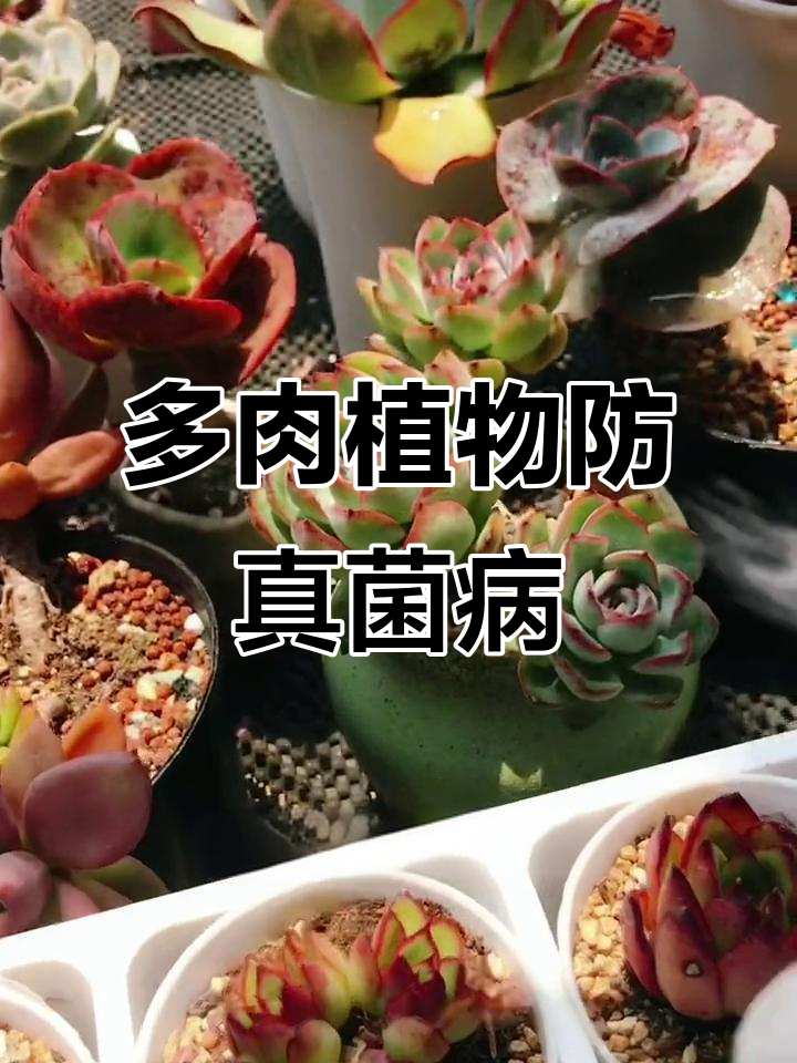 夏季多肉植物常见真菌病防治技巧,轻松搞定黑斑、白粉等病害