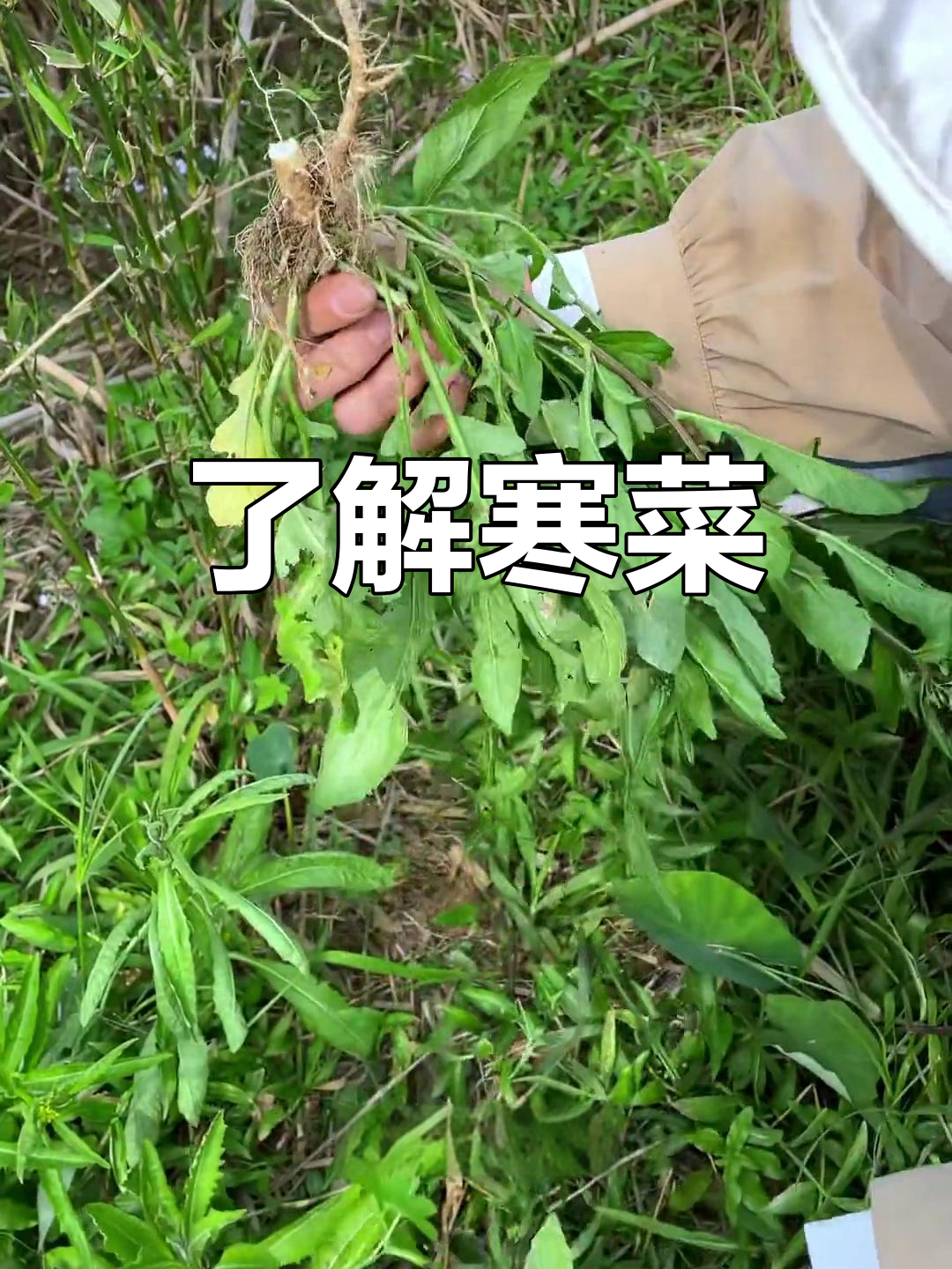 南方常见野菜:寒菜的独特之处