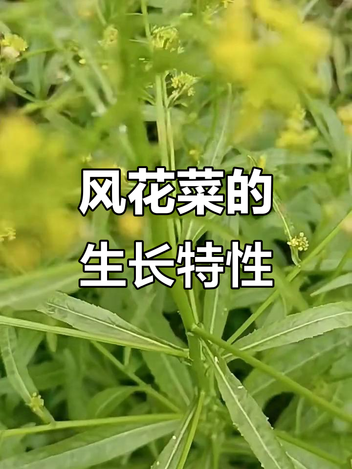 风花菜属:十字花科蔊菜的生长与特征