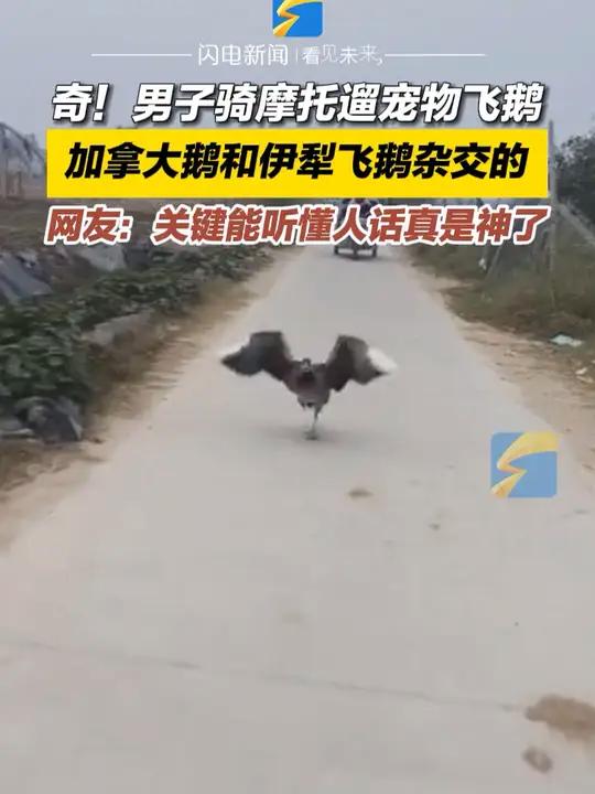 10月16日(采访)安徽宿州。奇!男子骑摩托遛宠物飞鹅。加拿大鹅和伊犁飞鹅杂交的。网友:关