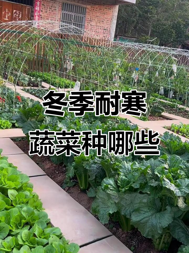 11月冷冬蔬菜种植指南，菠菜、苏州青等耐寒品种推荐