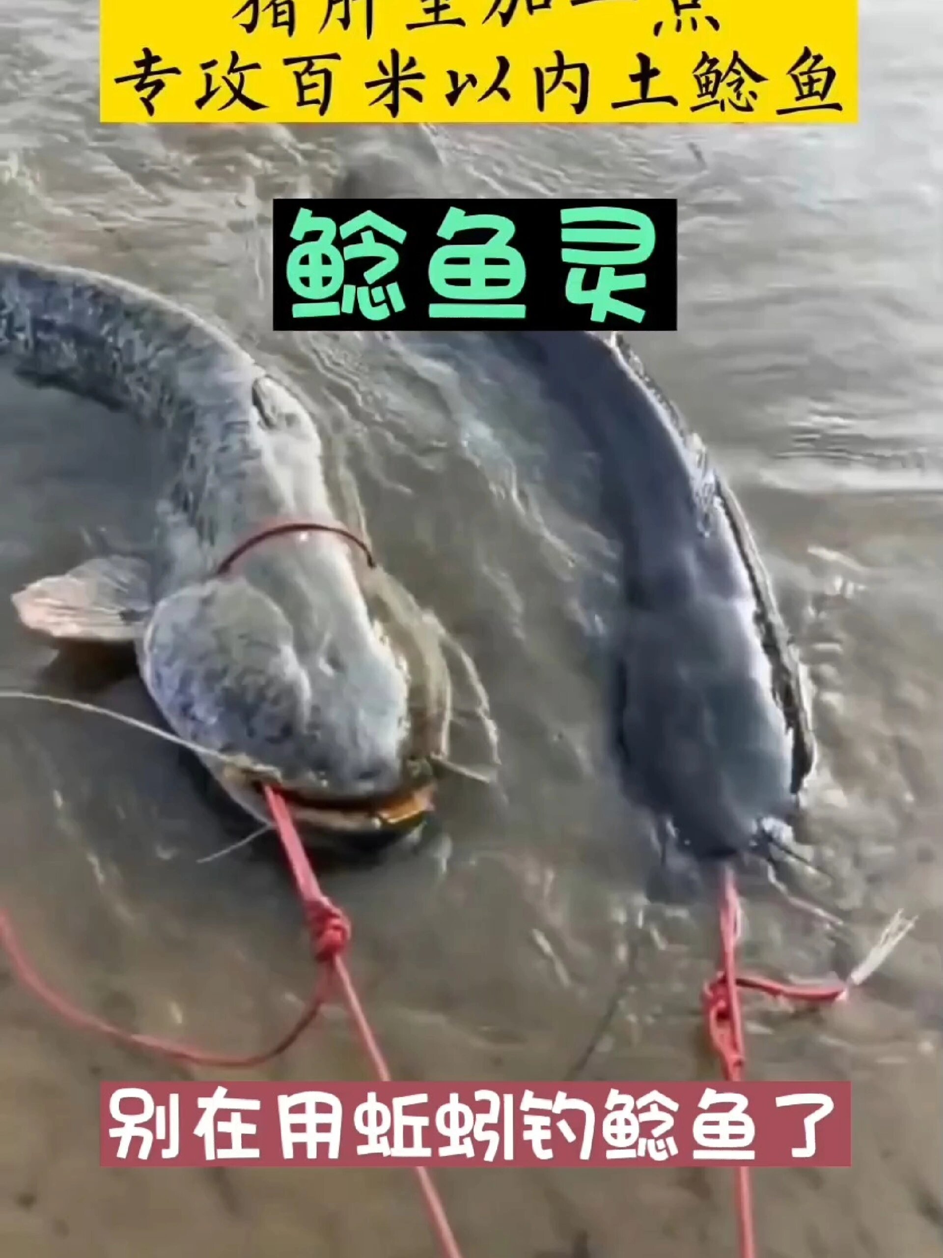 钓鲶鱼技巧