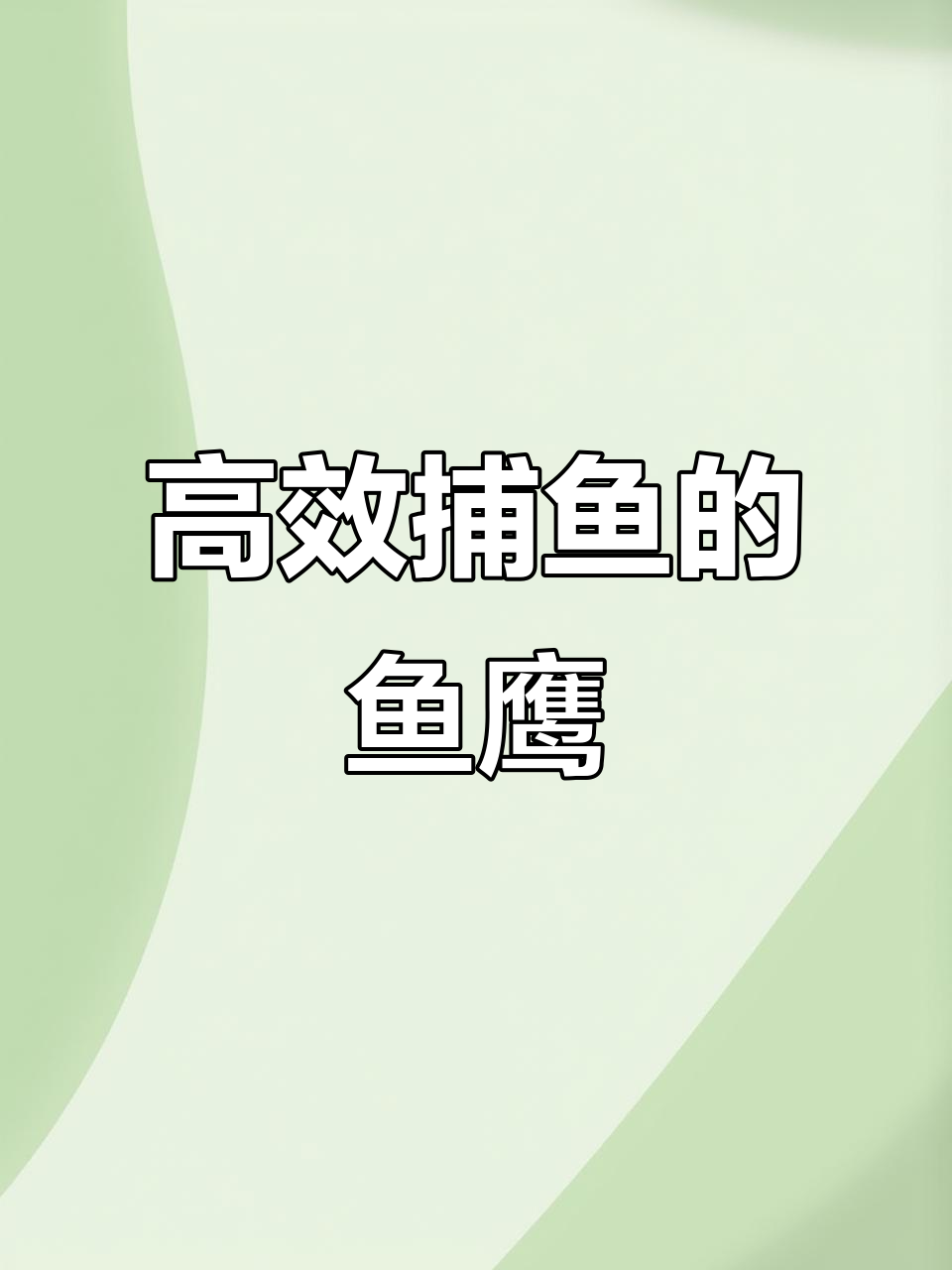 鱼鹰捕捞效率高,养殖十多年经验分享