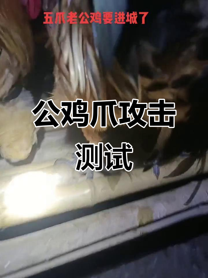 公鸡爪子大冒险,挑战极限攻击力!