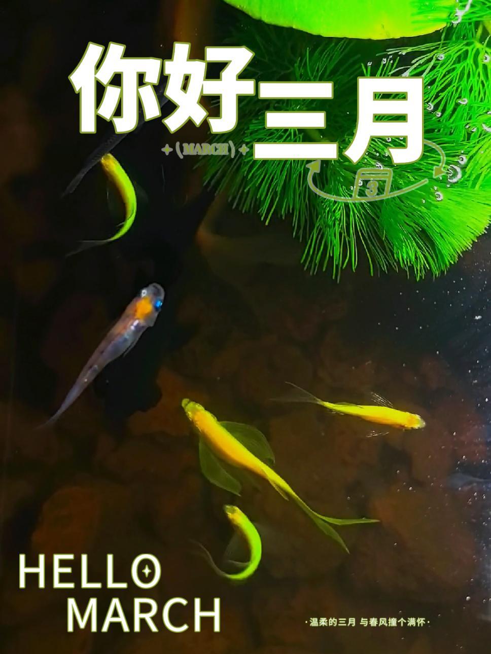 春天到了,又可以买鱼晒鱼了 鱼儿自由自在的水中游 养鱼日记 哈基米的生活你不要羡慕