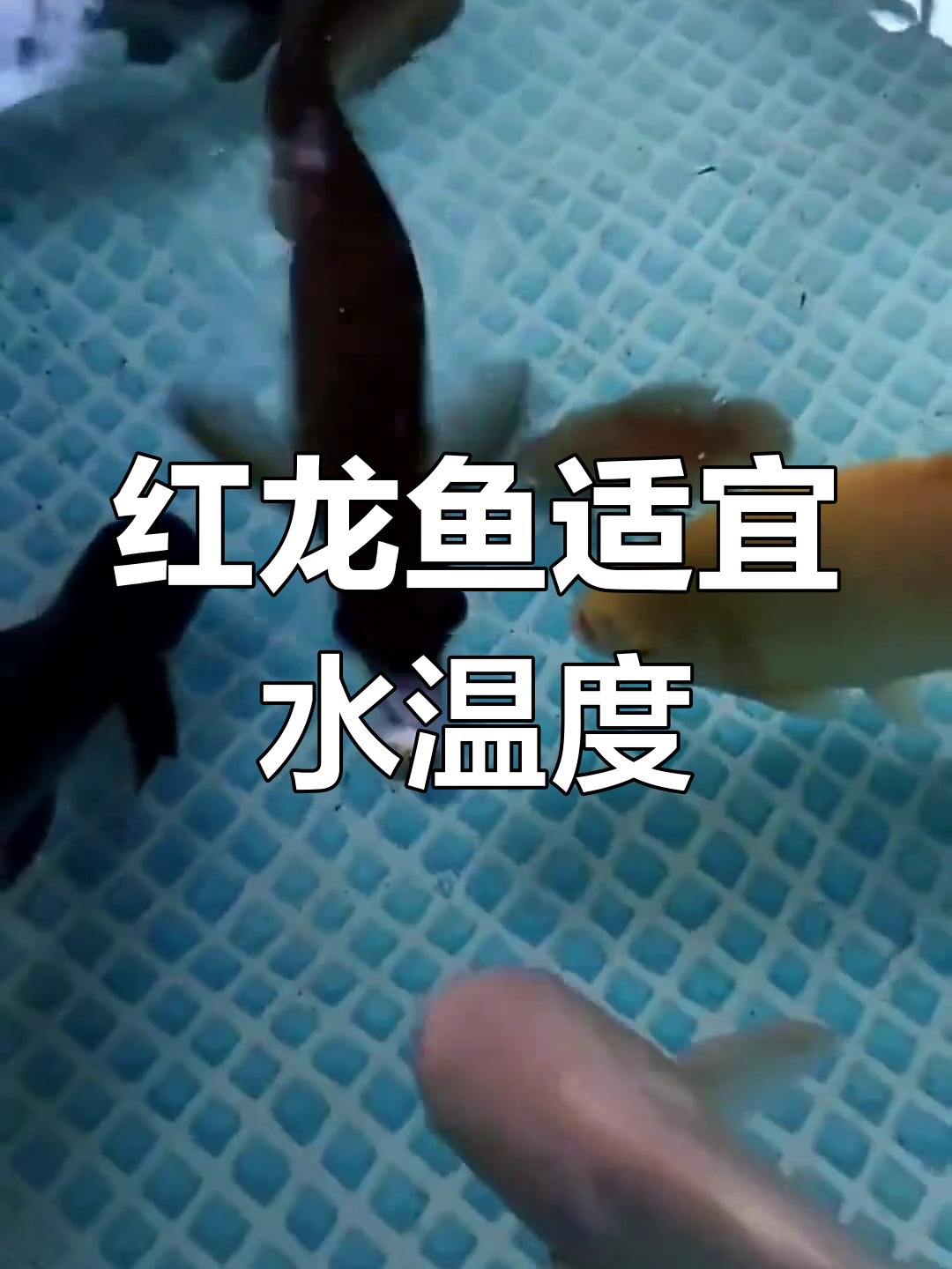 红龙鱼养殖水温全攻略:如何调节才能让它健康发色