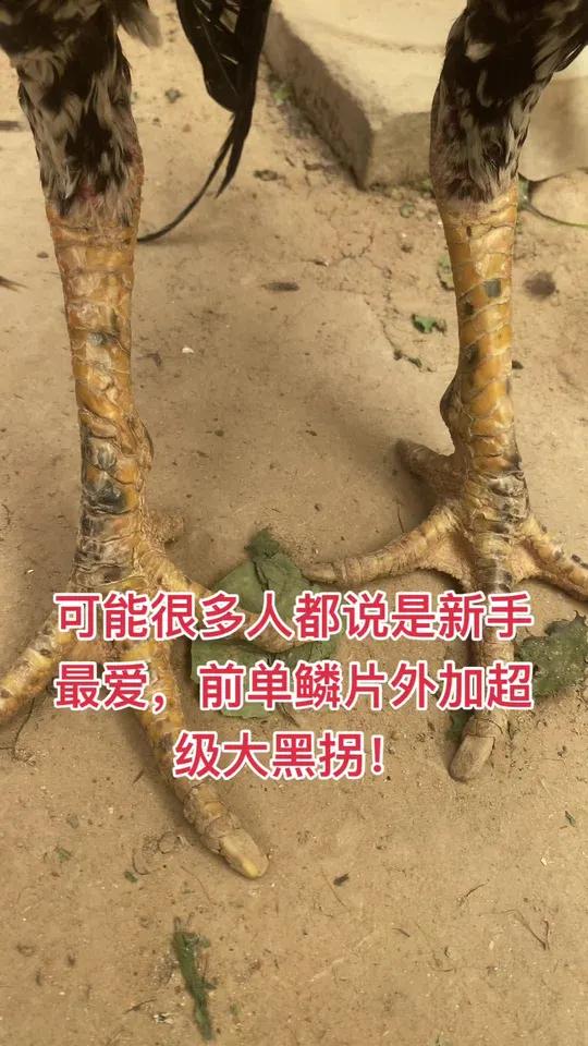 可能很多人都说是新手最爱,前单鳞片外加超级大黑拐!斗鸡斗鸡斗鸡养殖战斗公鸡公鸡中的战斗机