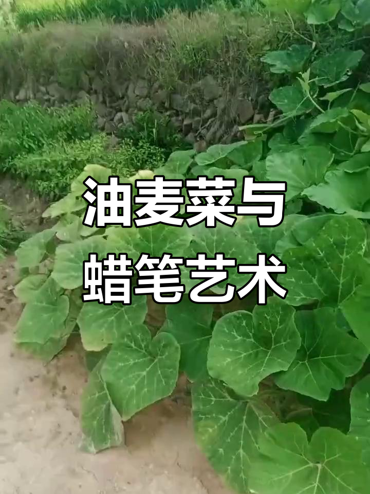 用油画棒画油麦菜，腊八手抄报展现国风味
