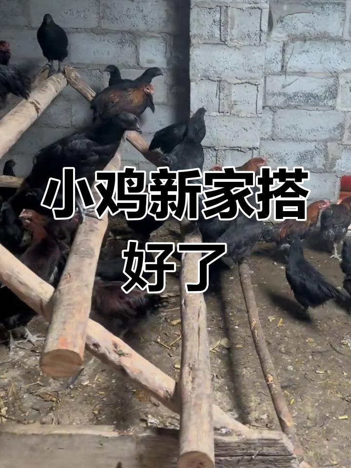 木架搭建成功,小鸡们活泼多了