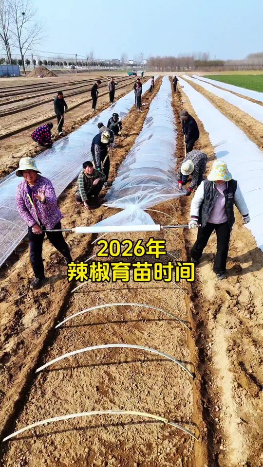 2026年辣椒育苗时间