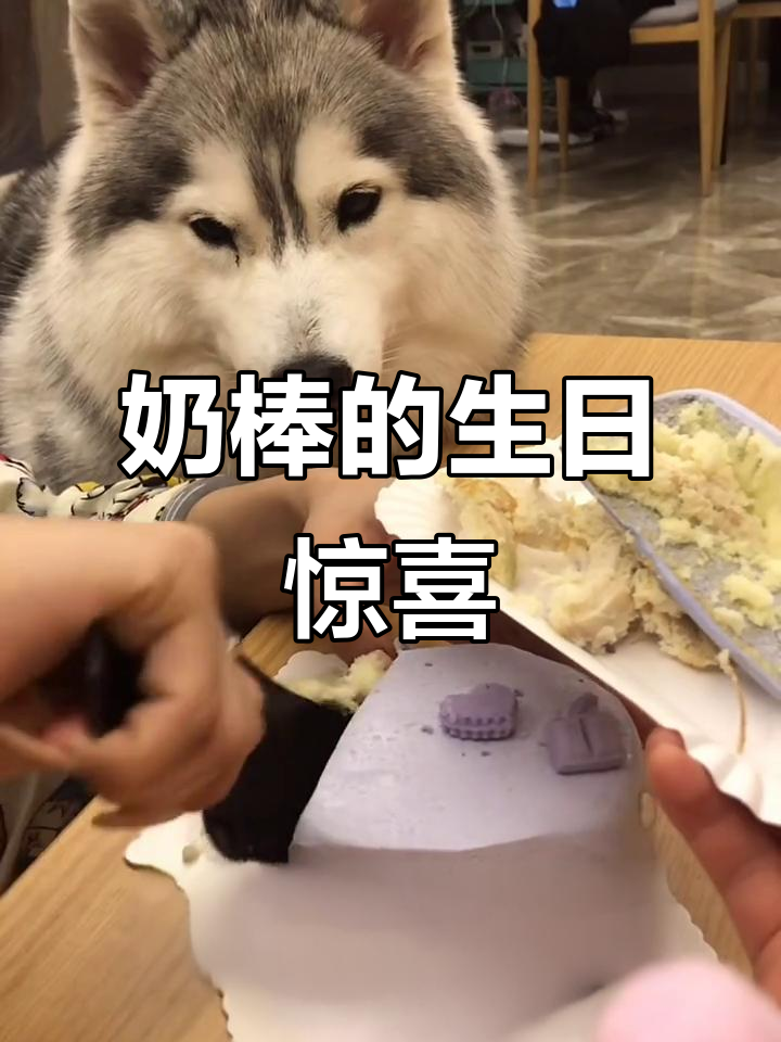奶棒2岁生日,妈妈终于答应给它过生日蛋糕了!