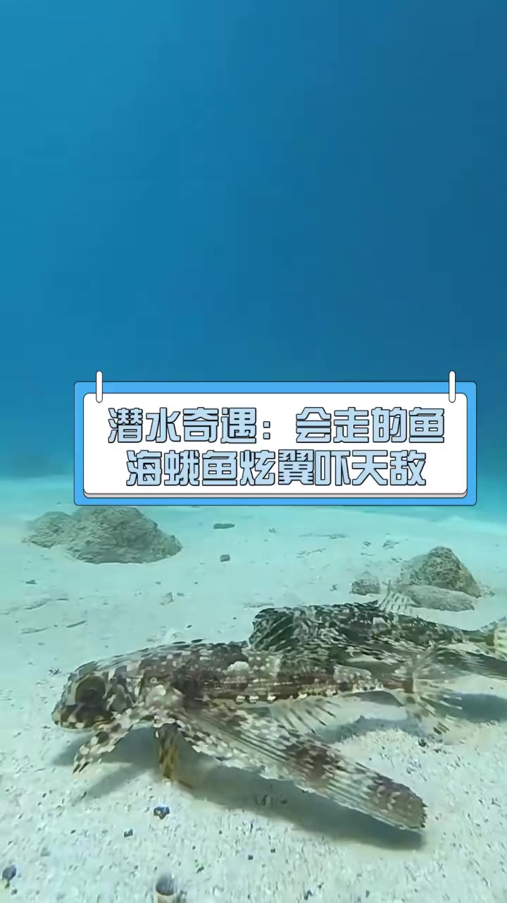 潜水奇遇:会走的鱼,海蛾鱼炫翼吓天敌