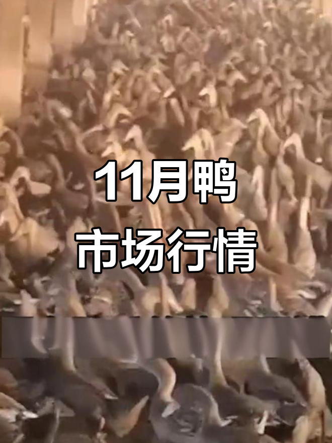 11月鸭市行情分析:蛋价稳定,鸭苗价格小幅上涨