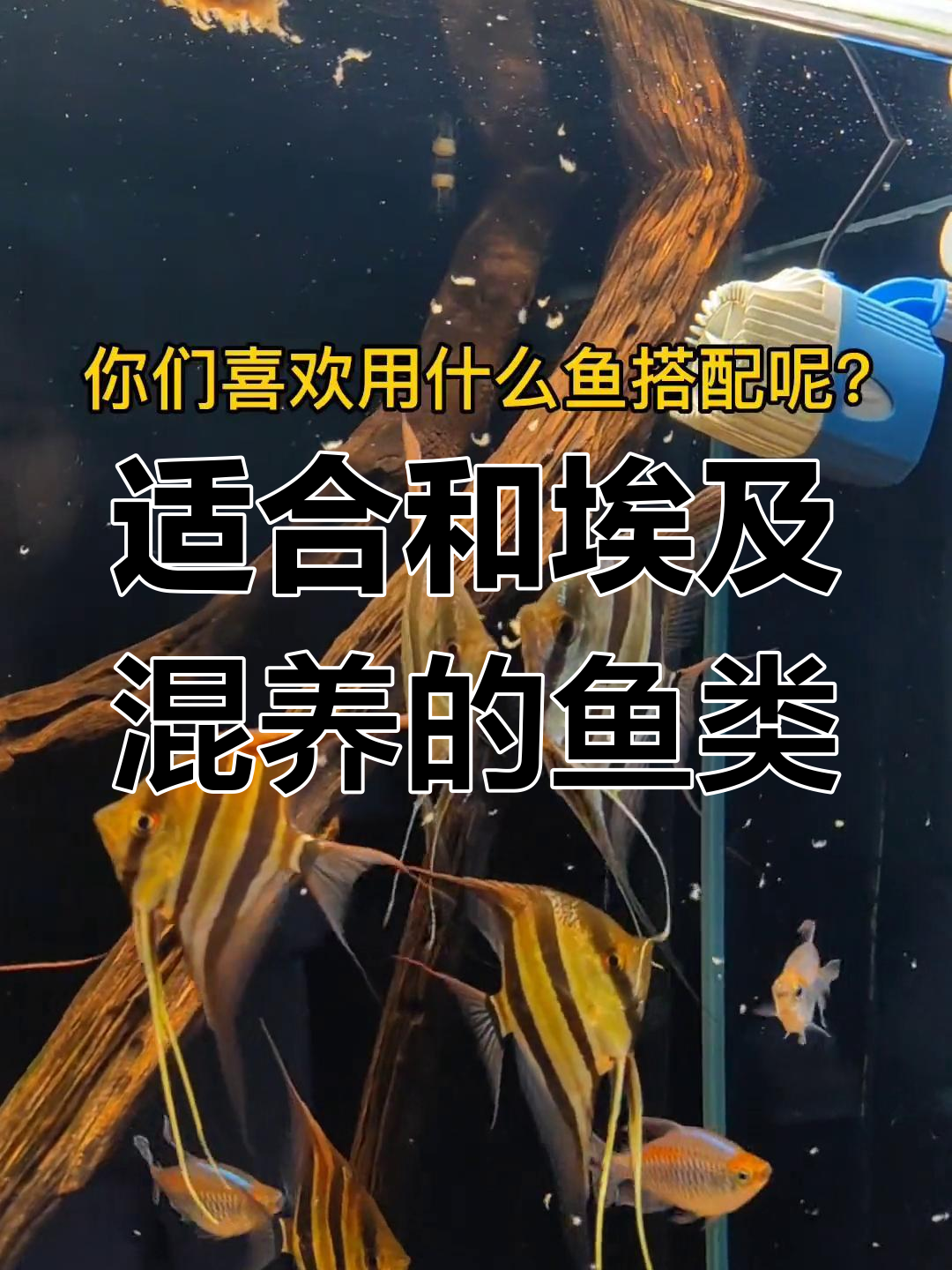 埃及神仙鱼混养指南:哪些热带鱼最适合与它共处?