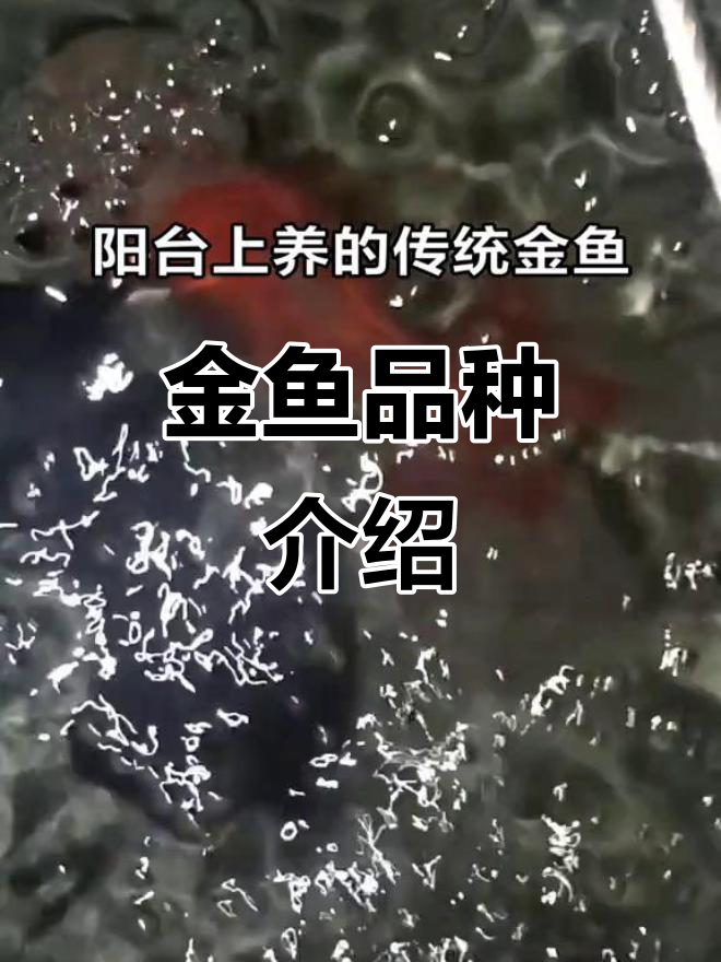 阳台金鱼品种大揭秘:凤鹤、高头狮头等全解析