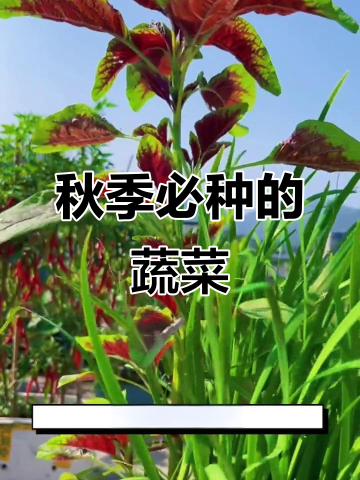 立秋后种这些蔬菜,冬季丰收不愁