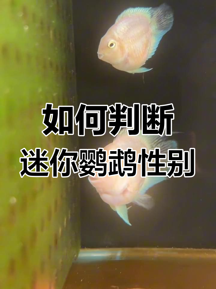 迷你鹦鹉鱼公母辨别技巧