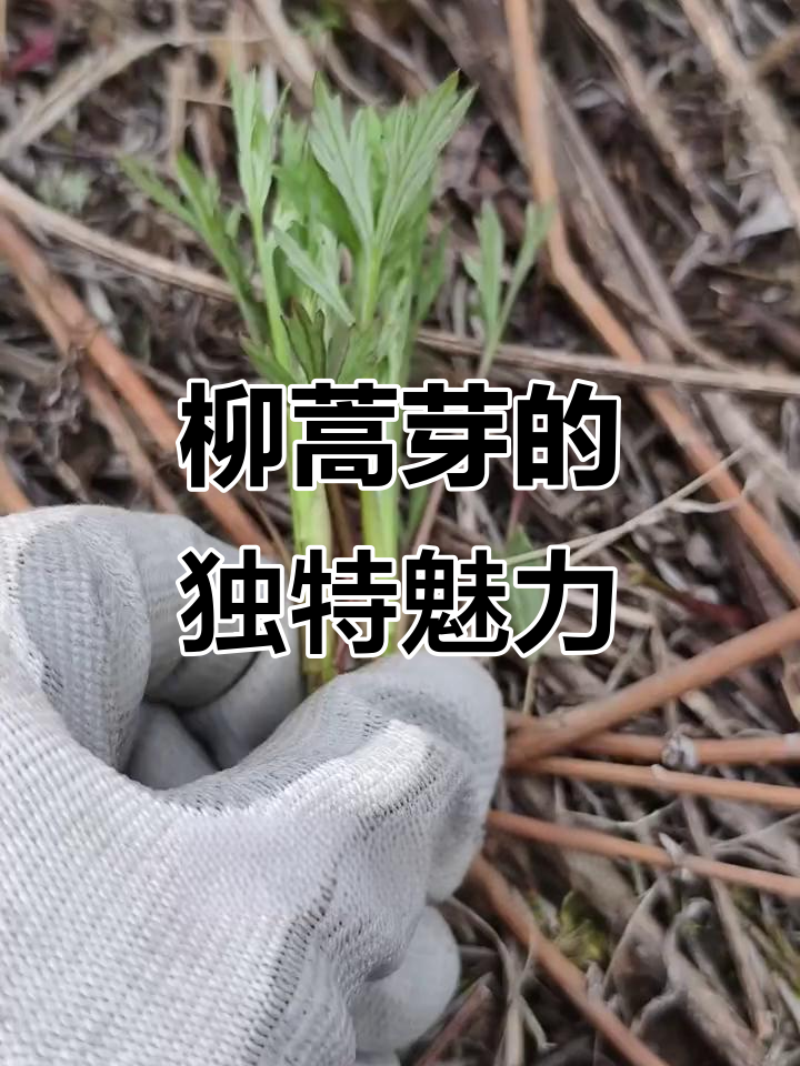 柳蒿芽:春季美味野菜,清香解腻又药用
