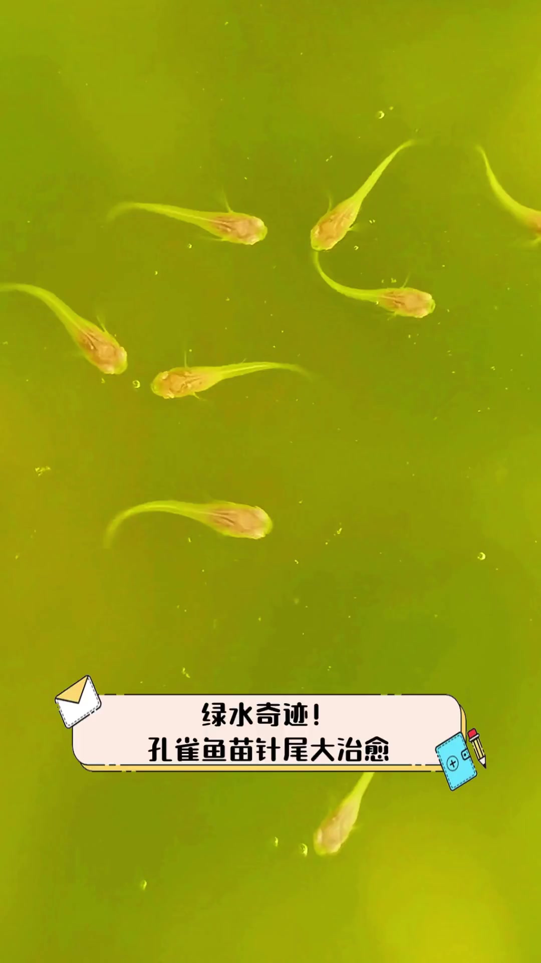 绿水奇迹!孔雀鱼苗针尾大治愈