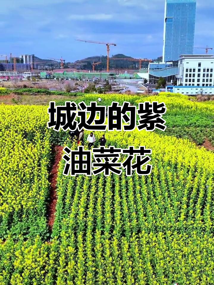 城边紫色油菜花海,春天美景不容错过