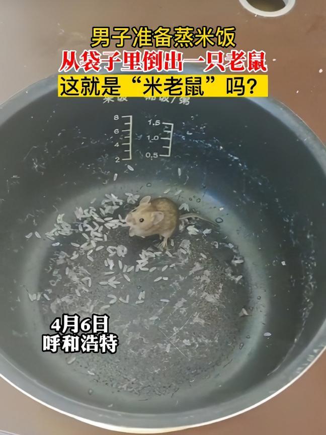 男子准备蒸米饭 从袋子里倒出一只老鼠 这就是“米老鼠”吗?