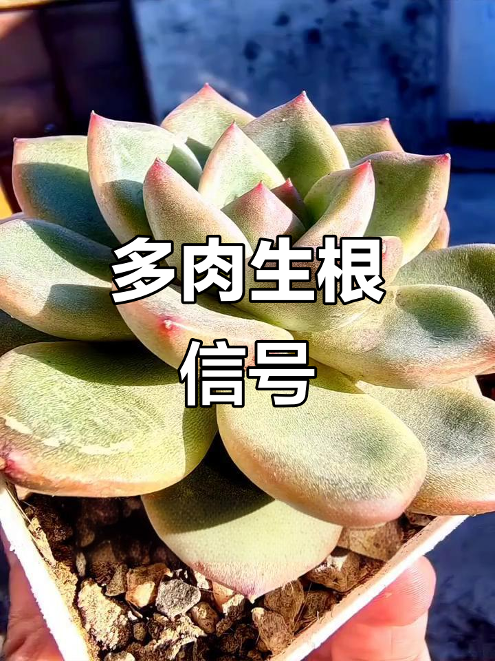如何判断多肉是否生根?从叶片变化到根系生长全过程解析