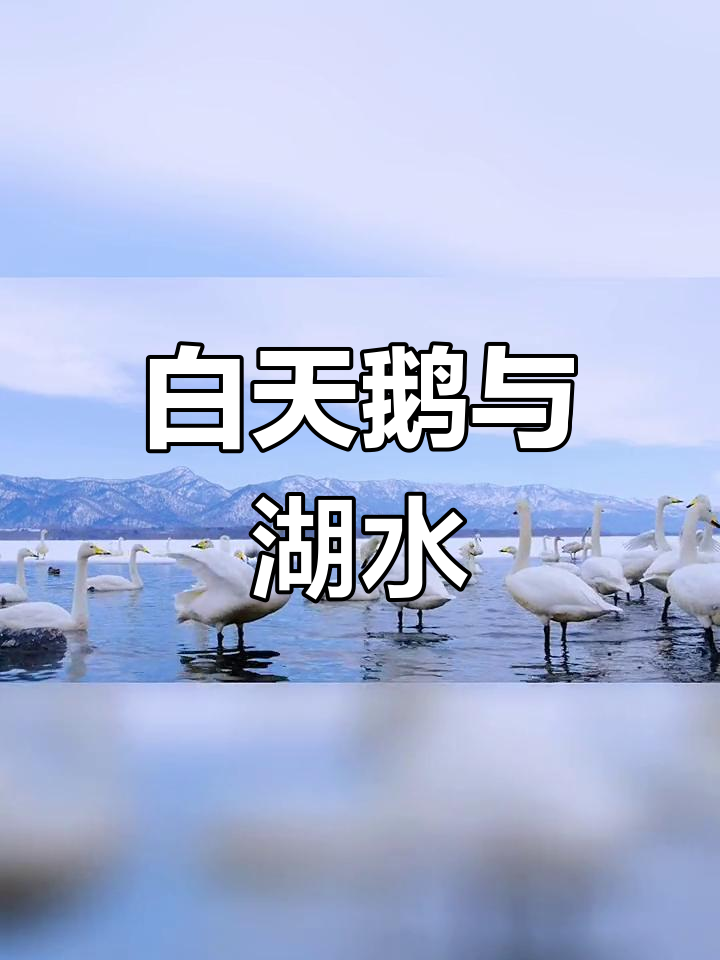 白天鹅优雅游湖,美丽天鹅湖摄影