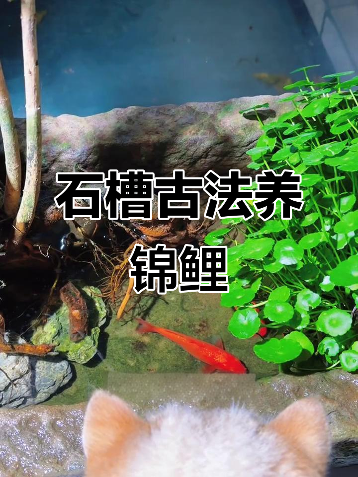 锦鲤放在石槽里能养活吗?不用过滤和打氧,结果竟然这样!