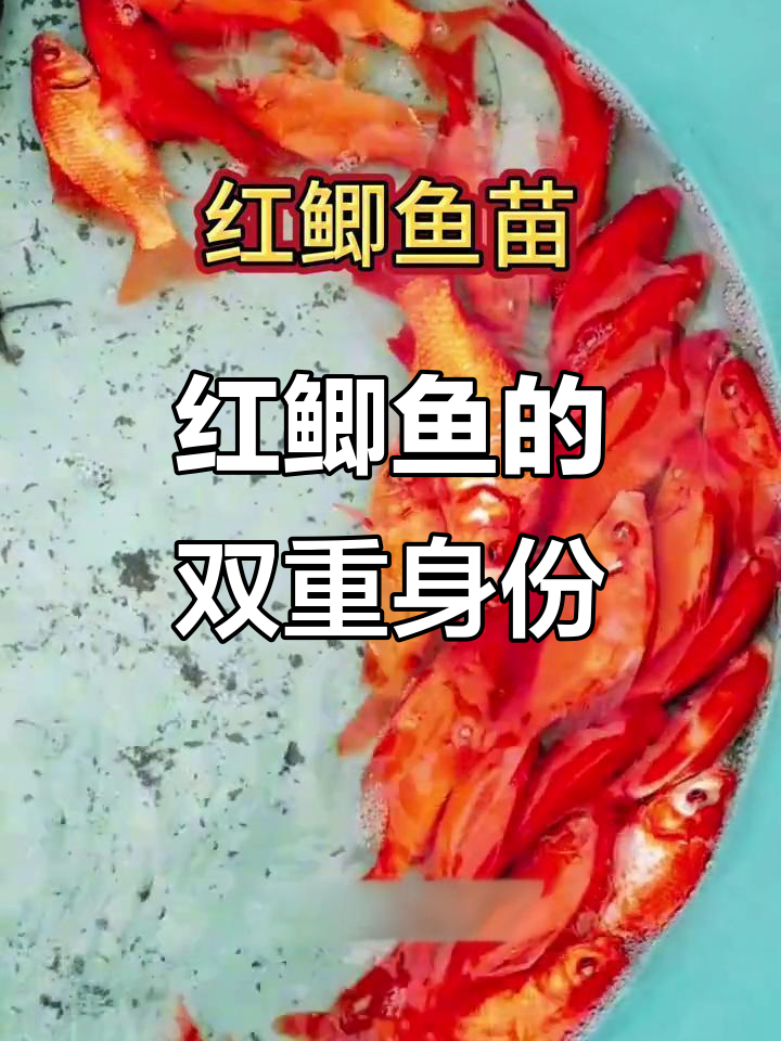 这不是普通红鱼,而是快速生长的红鲫,观赏食用两相宜