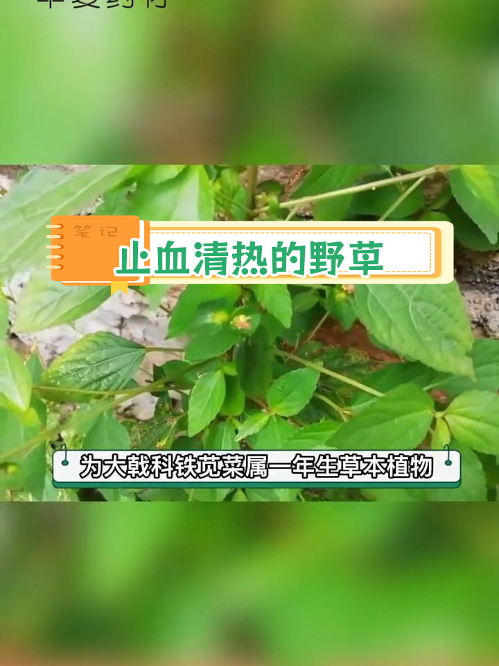 铁苋菜:多功效的野生植物