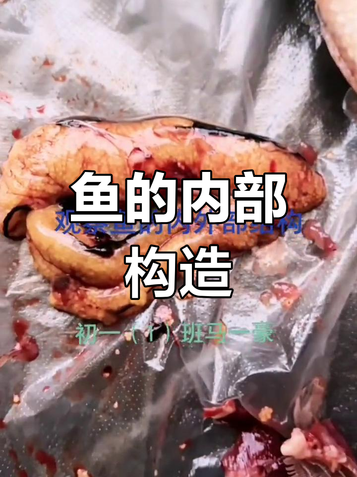 鱼体结构全解析