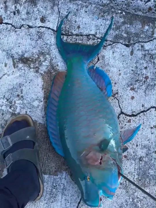 不用潜水也能用猎枪射鱼