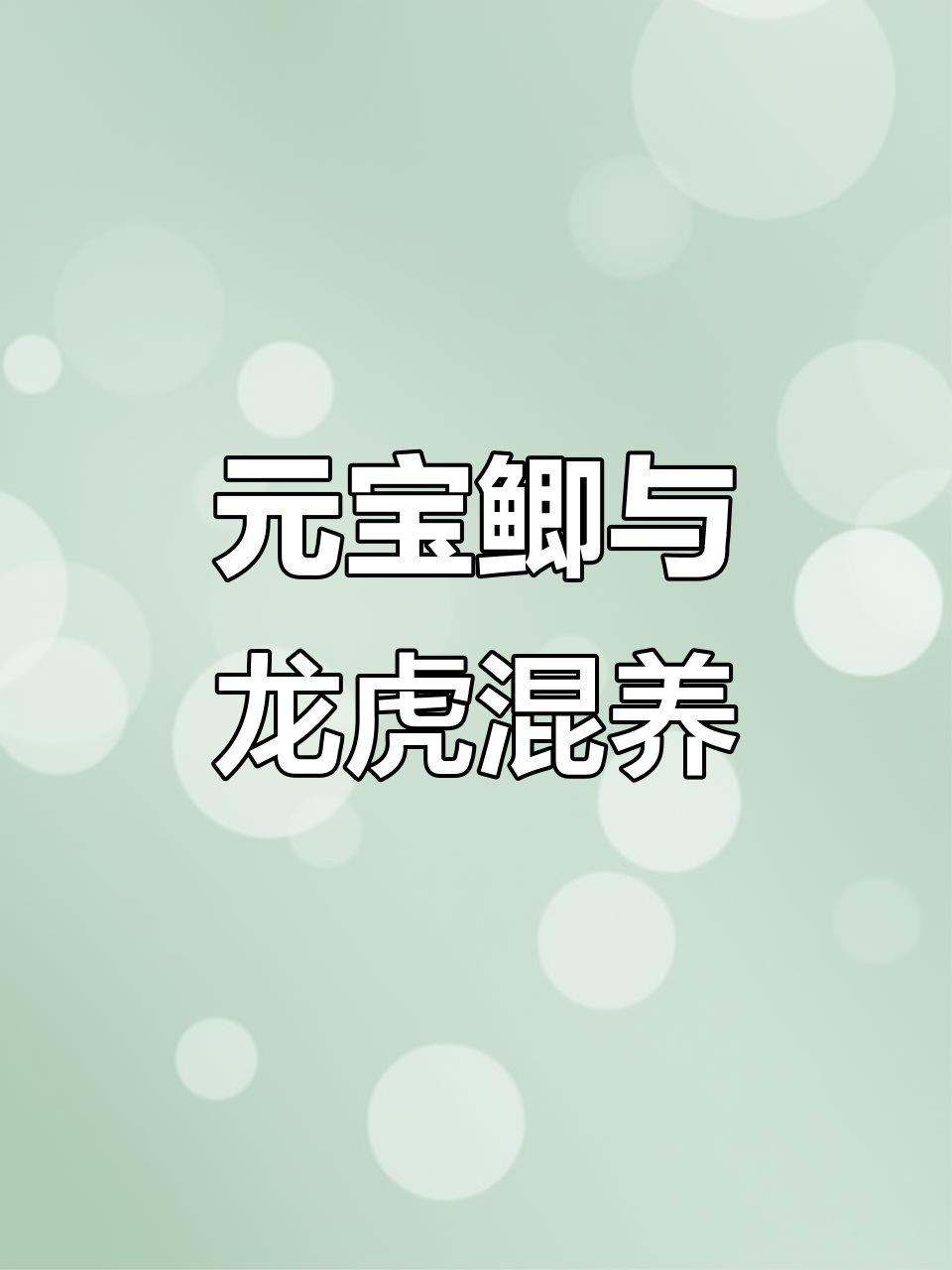 稀有元宝鲫鱼到货,搭配龙虎混养更美