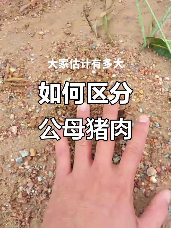 母猪肉比公猪更美味,如何分辨?