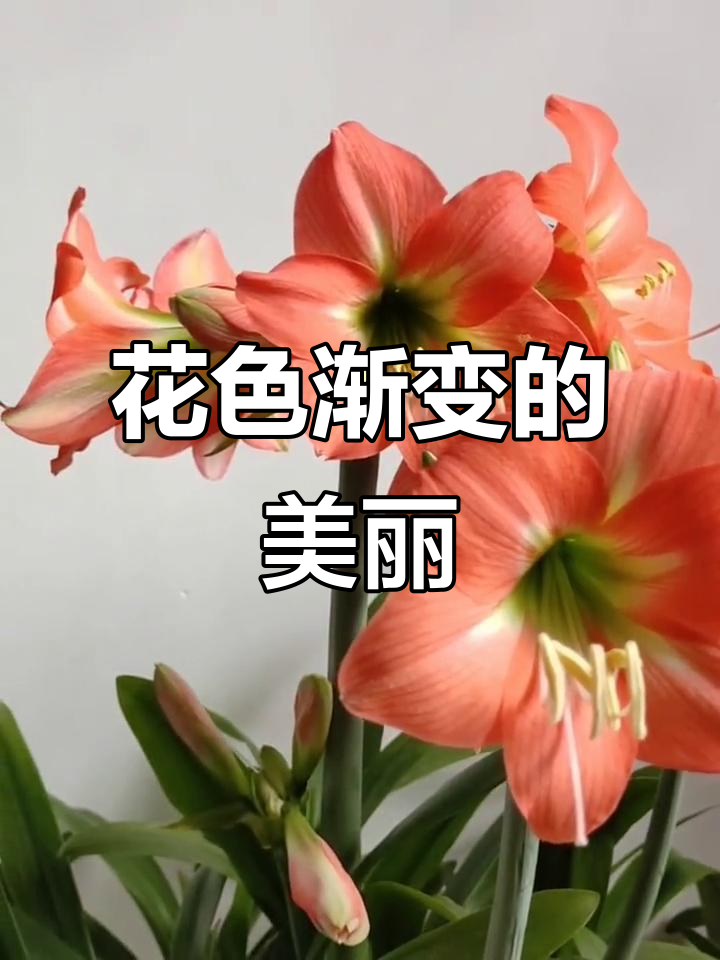 贝拉多娜的花瓣,从深鲑到粉色渐变,美得令人陶醉