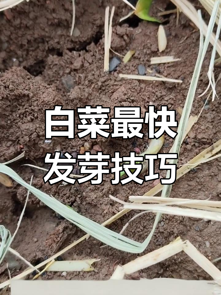 大白菜发芽最佳温度揭秘,如何快速出芽?