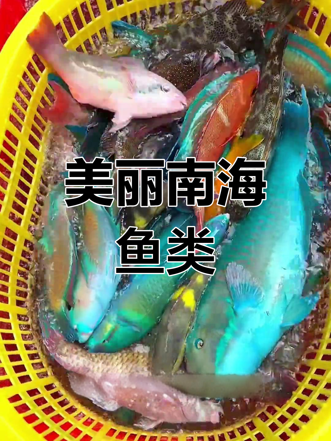 南海珊瑚鱼种类大揭秘,青衣肉质鲜美