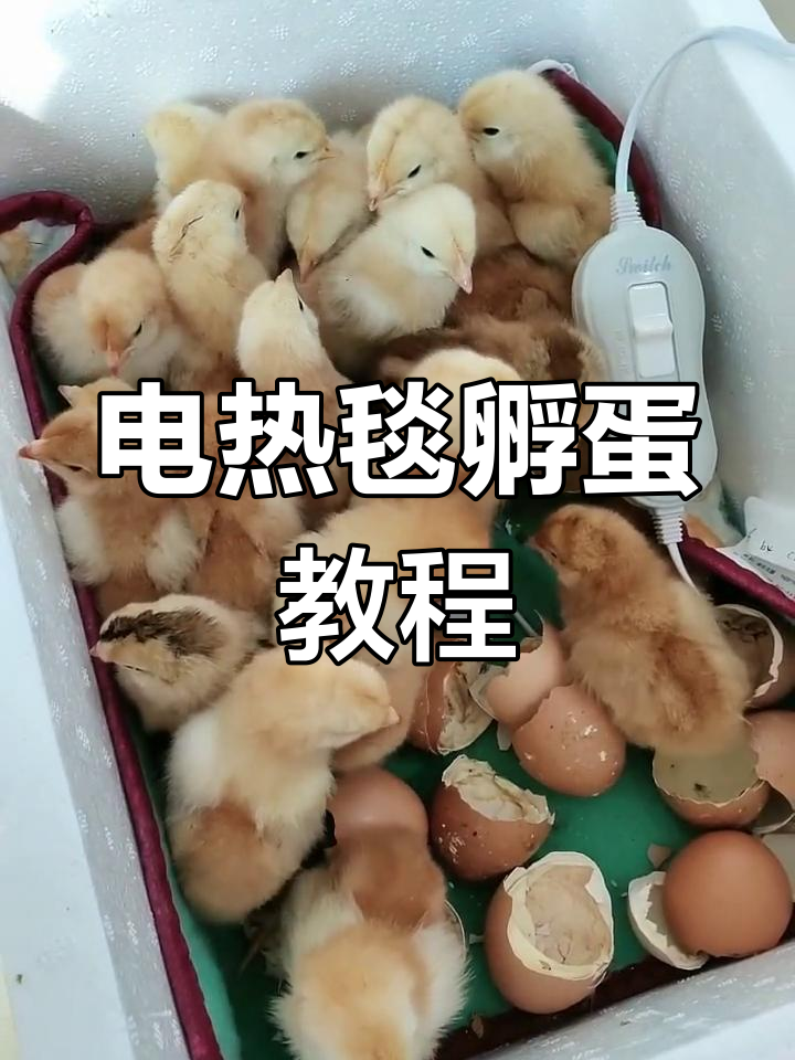 电热毯孵化小鸡,轻松掌握!