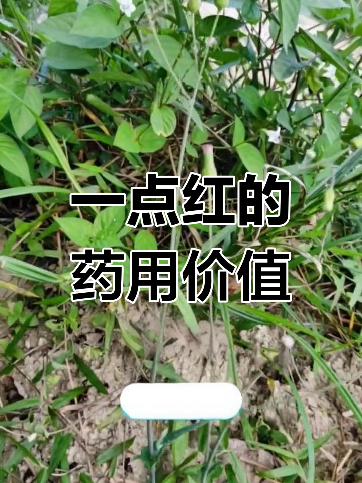 一点红:常见却强大的草药,消炎消肿效果显著