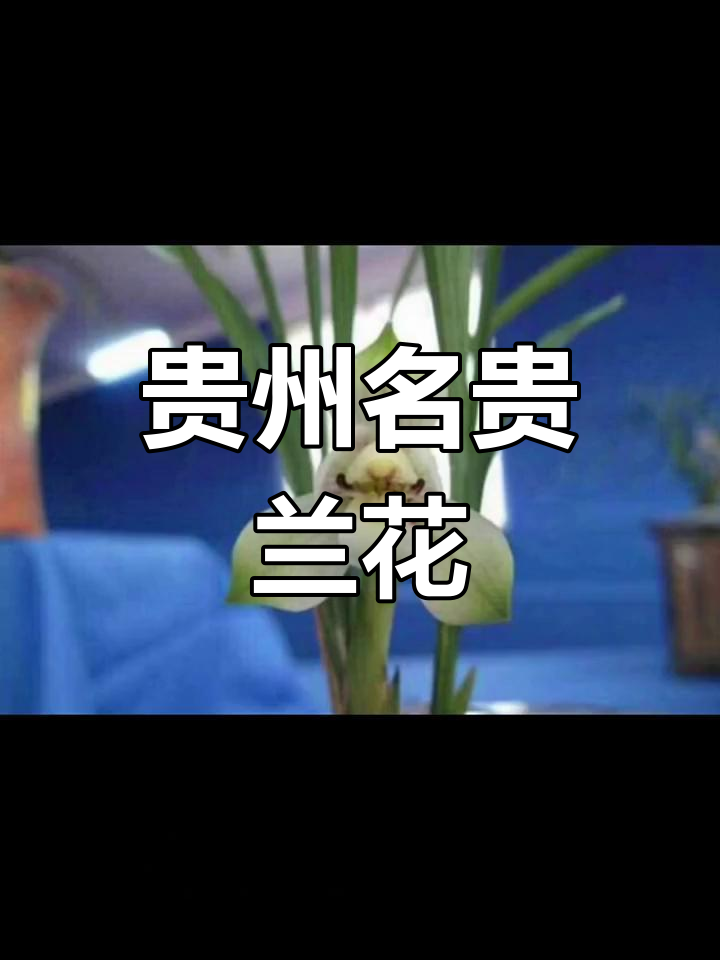 贵州兰花产地与品种介绍